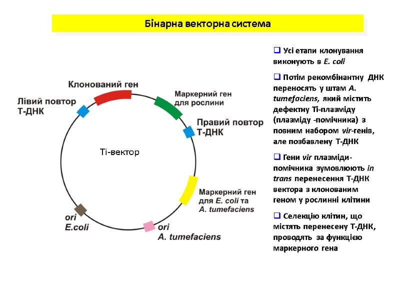 Бінарна векторна система Ті-вектор  Усі етапи клонування виконують в E. coli  Потім